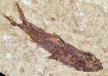 Knightia Fossil Fish - Wyoming #60871-1